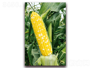 �A��Ŵ7̖(h��o)-Ŵ���׷N��-�A���N�I(y��)