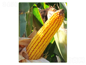 ����59̖(h��o)-���׷N��-�A���N�I(y��)