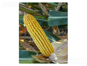 KWS1553-���׷N��-�A���N�I(y��)