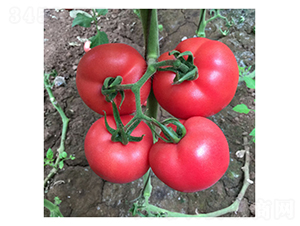 DLR-�x�v-���ѷN��-������