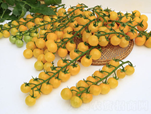 DLR-�S��3̖(h��o)-���ѷN��-������