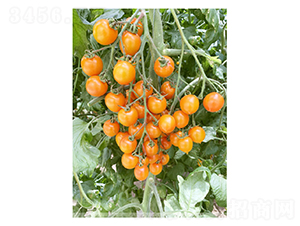 DLR-���1̖(h��o)-���ѷN��-������