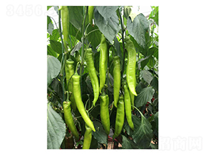 DLR-�Z��118-�����N��-������