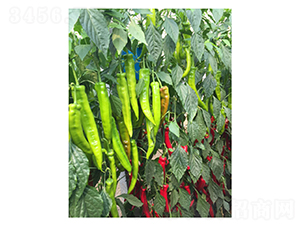 DLR-�Z��101-�����N��-������