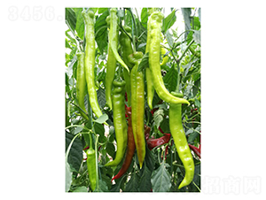 DLR-�Z��115-�����N��-������