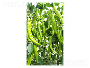 DLR-�Z��189-�����N��-������