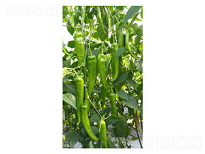 DLR-�Z��130-�����N��-������