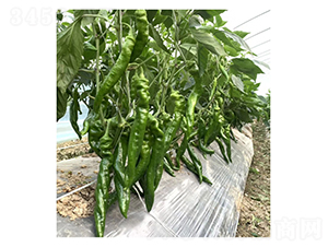 DLR-����019-�����N��-������