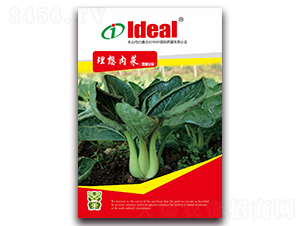 �������-С�ײ˷N��-�����r(n��ng)�I(y��)