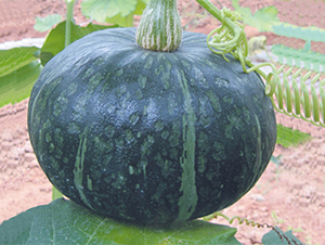 �G����-�ϹϷN��-���߷N��