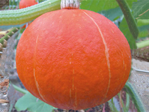 ����-�ϹϷN��-���߷N��