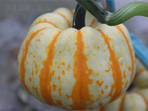 ���S��-�ϹϷN��-���߷N��