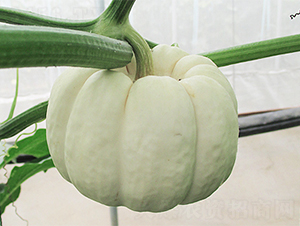 ������-�ϹϷN��-���߷N��