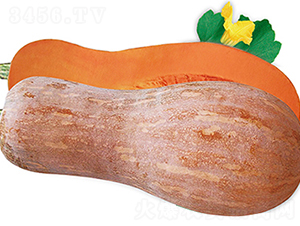 �����Ϲ�-�ϹϷN��-���߷N��