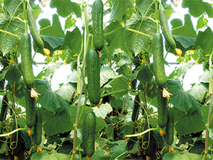 ��ˮ2̖-�S�ϷN��-���߷N��