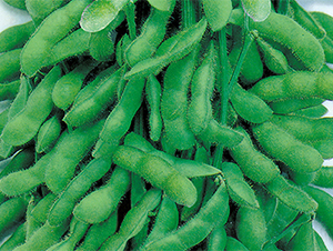 �K��1̖-ë���N��-���߷N��