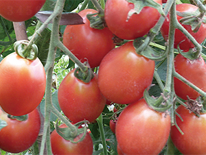 �������-���ѷN��-���߷N��