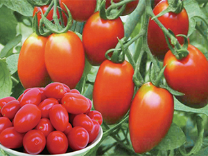 ����t��-���ѷN��-���߷N��