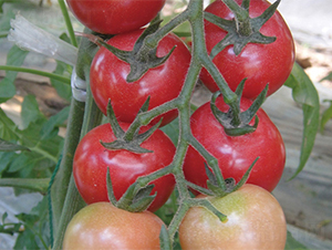 ��������-���ѷN��-���߷N��