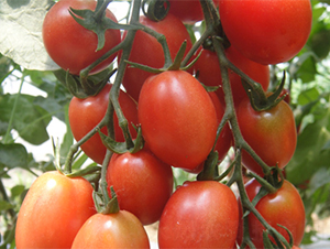 ��������-���ѷN��-���߷N��