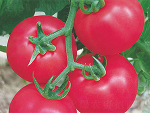 ���r(n��ng)2̖(h��o)-���ѷN��-���߷N��