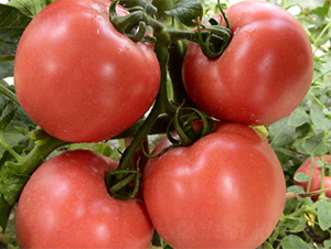 �K��11̖(h��o)-���ѷN��-���߷N��