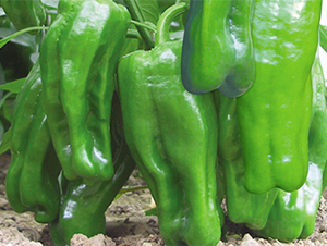 �K��11̖-�����N��-���߷N��