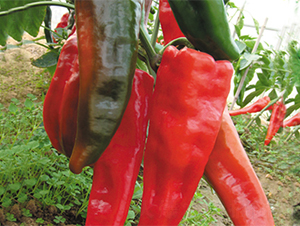 �K��14-�����N��-���߷N��