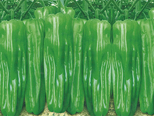 �K��1614-�����N��-���߷N��