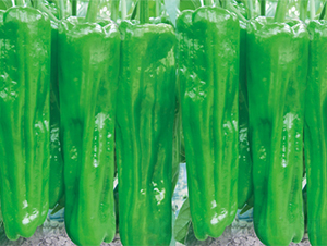 �K�����717-�����N��-���߷N��