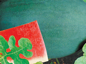 �K��5̖(h��o)-���ϷN��-���߷N��