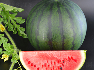 �K��(chu��ng)4̖(h��o)-���ϷN��-���߷N��