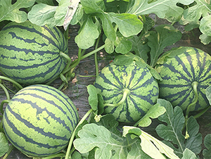 �����A5̖(h��o)-���ϷN��-���߷N��