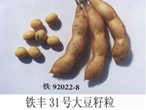 �F�S31̖-�󶹷N��-�F�зN�I(y��)