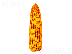 �F��55-���׷N��-�F�зN�I(y��)