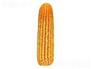 �F��39-���׷N��-�F�зN�I(y��)