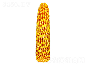 �F��21̖(h��o)-���׷N��-�F�зN�I(y��)