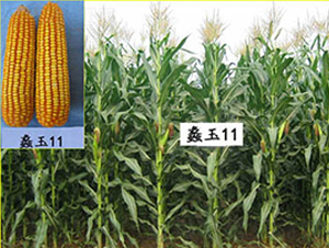 ���11̖(h��o)-���׷N��-���