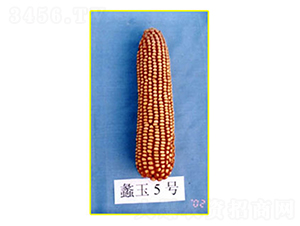 ���5̖(h��o)-���׷N��-���