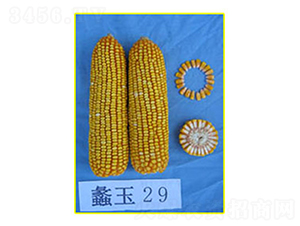 ���29-���׷N��-���