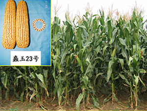 ���23̖(h��o)-���׷N��-���