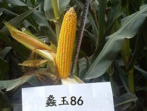 ���86-���׷N��-���