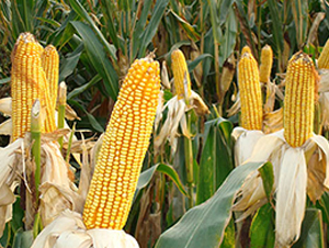 ���16̖(h��o)-���׷N��-���