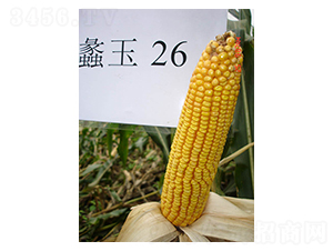 ���26̖-���׷N��-���