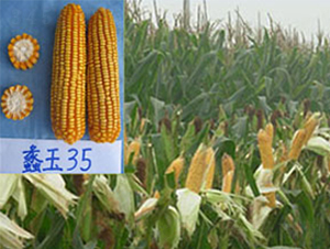 ���35-���׷N��-���