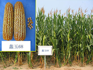 ���68̖-���׷N��-���