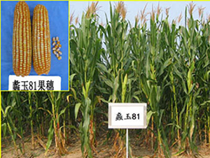 ���81̖-���׷N��-���