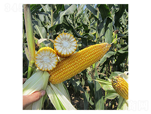 ���31-���׷N��-���