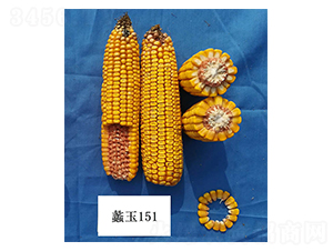 ���151-���׷N��-���