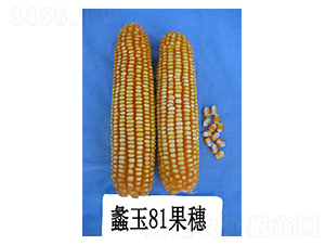 ���81-���׷N��-���